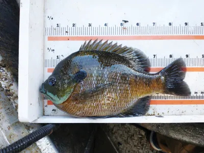 Bluegill