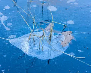 Water Temperature Drives Pond Fish Health