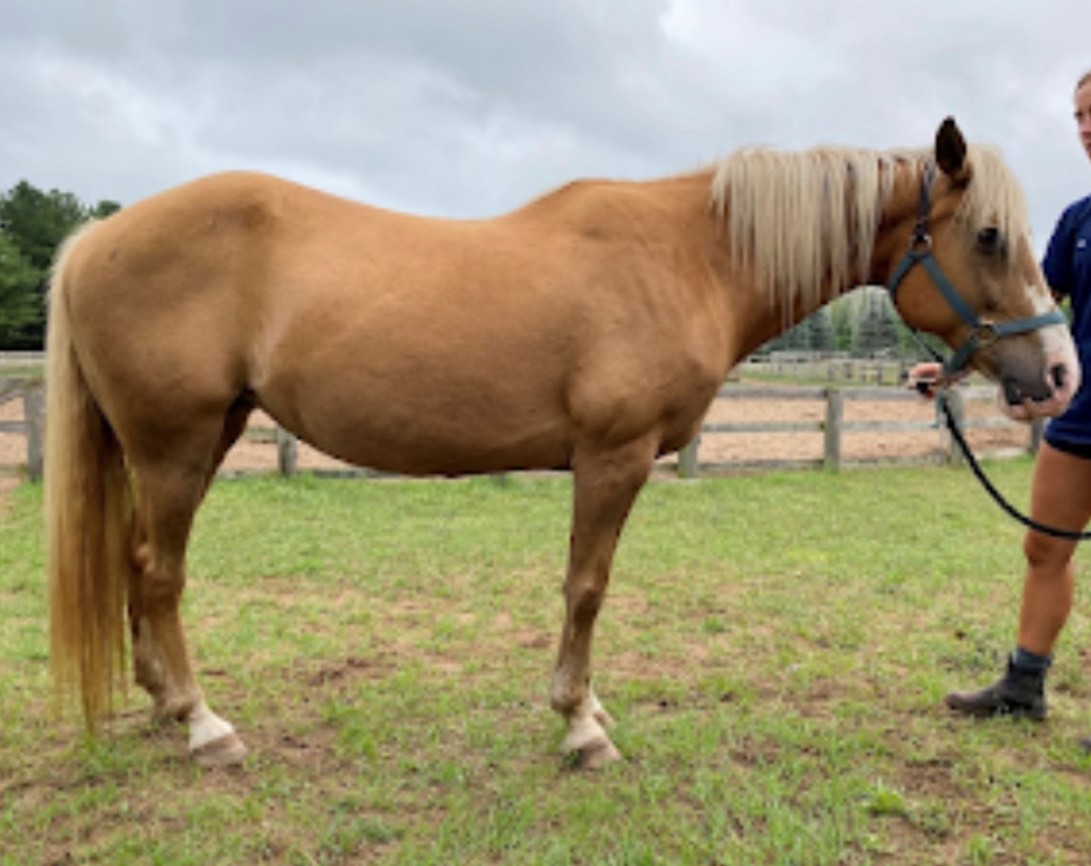 North Bay Horse Co Horse Auction