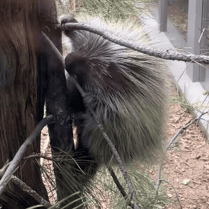 Mid Oregon sponsors Free Family Saturdays at High Desert Museum Jan 31 and Feb 28, over 6,000 people got to go for free. Short video of a baby porcupine.