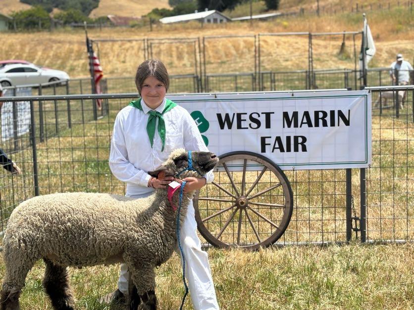 4-H member showing her sheep in front of a West Marin Fair banner