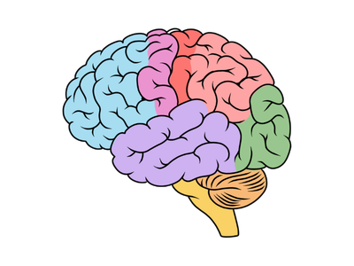 Illustration of a colorful human brain