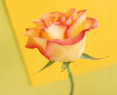 yellow-rose.jpg