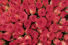 red-roses-sm.jpg