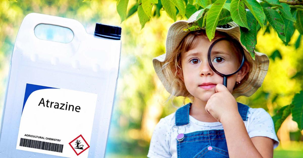 atrazine and child 