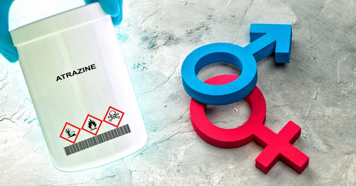 atrazine 