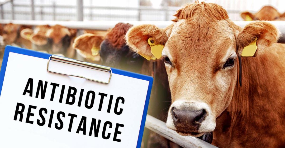 cow and words "antibiotic resistance"