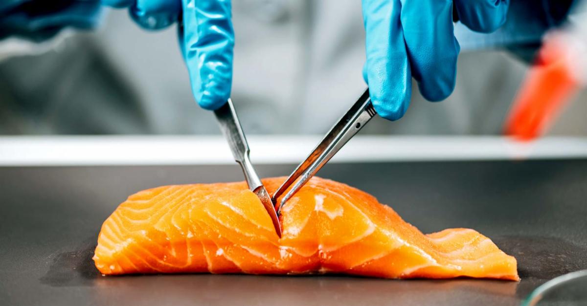 salmon