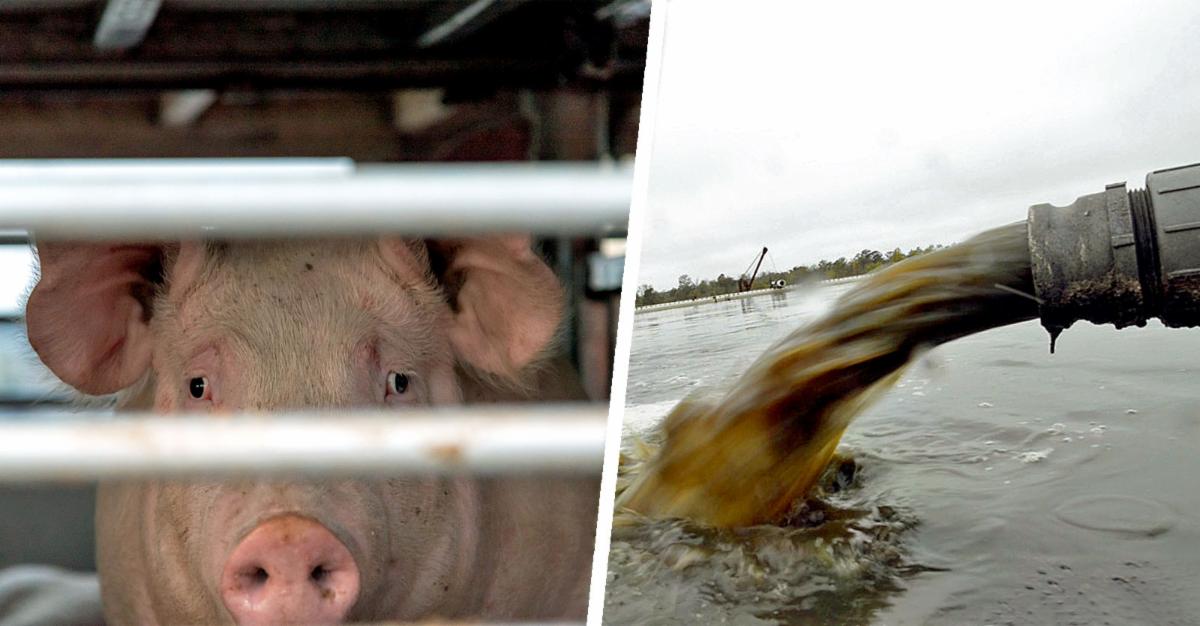 pig and polluted water 