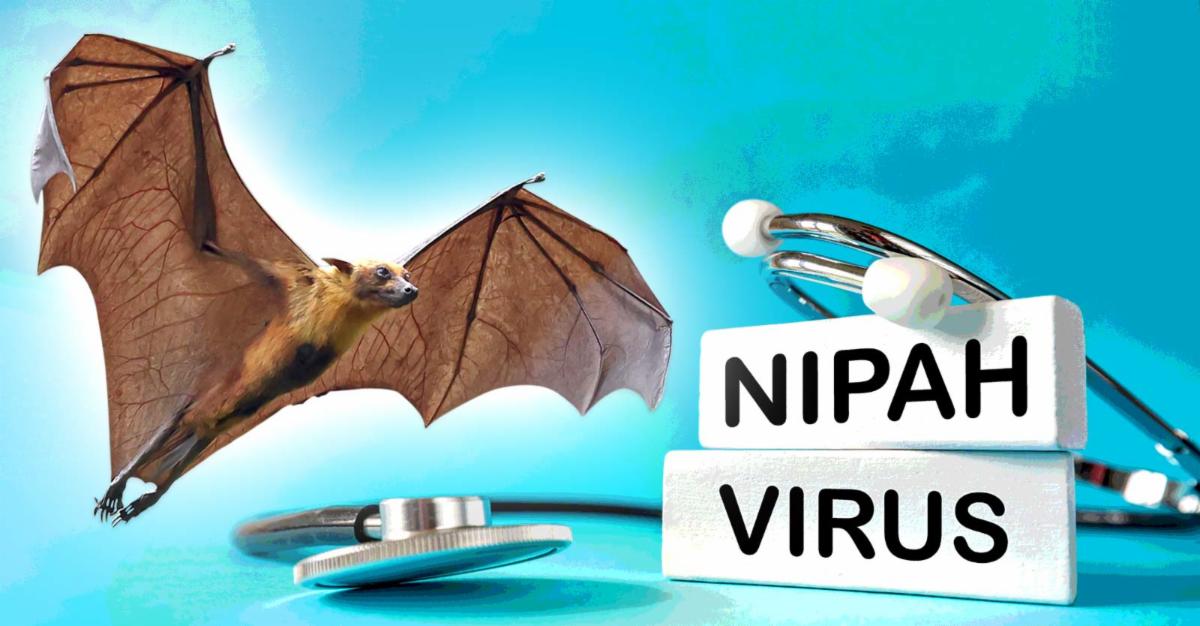 bat and words "nipah virus"