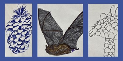 Three drawings of a pinecone, bat and tree.