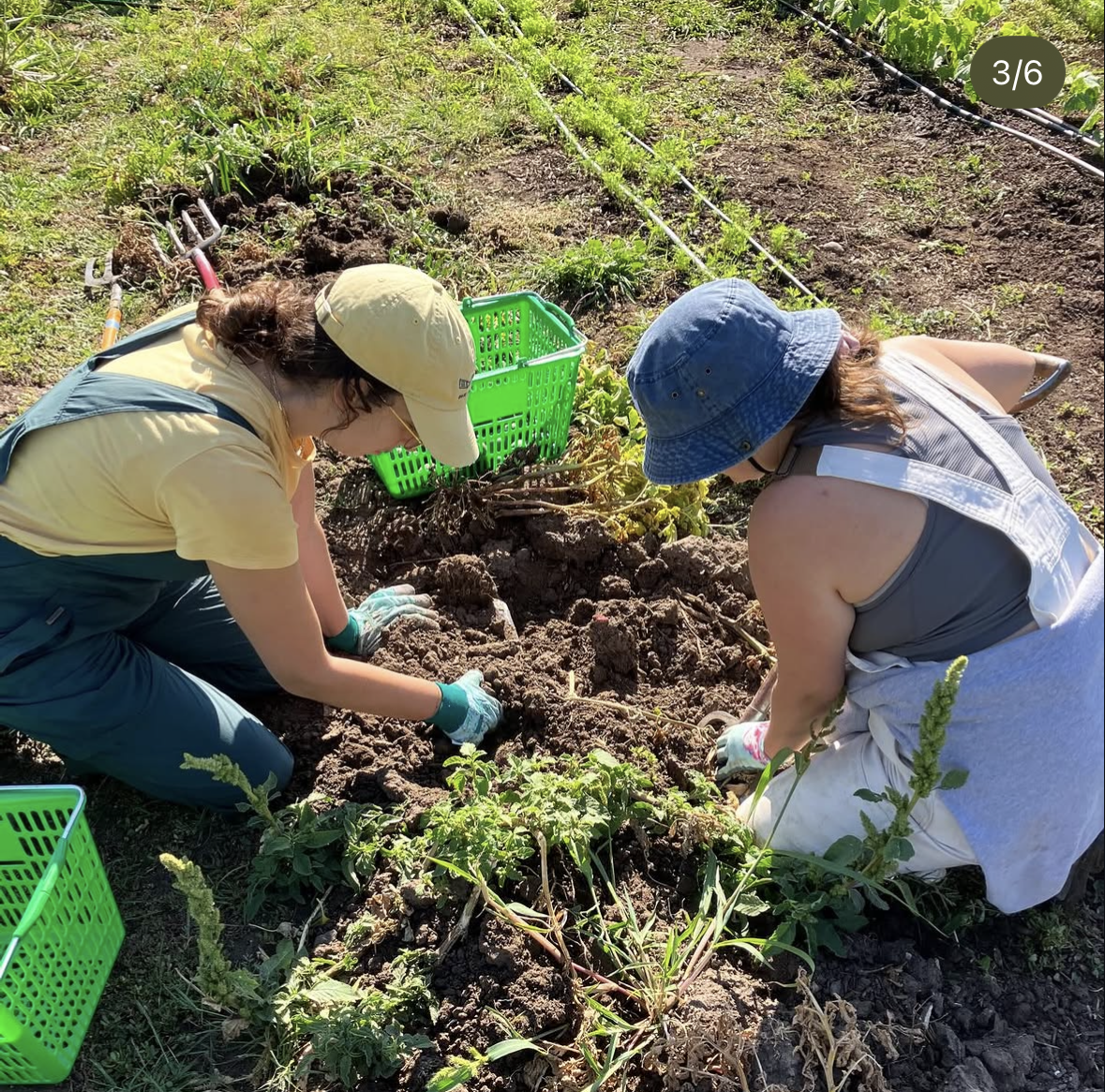Two people wearing gardening gloves work together in a garden bed.