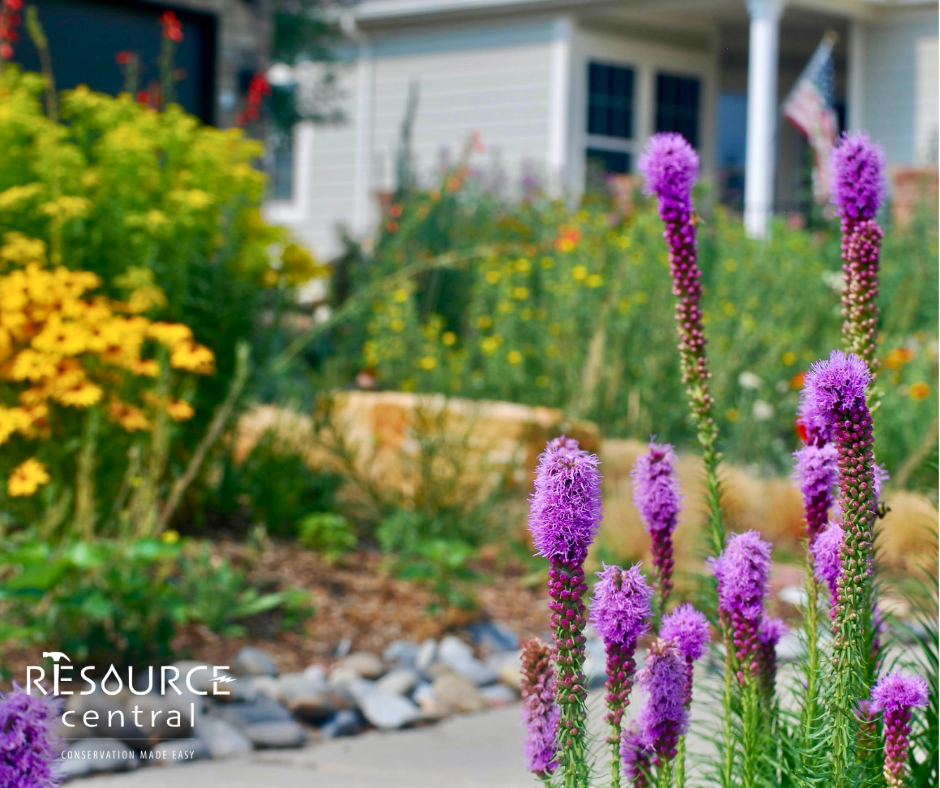 Purple flowers in a landscaped garden with home in background.