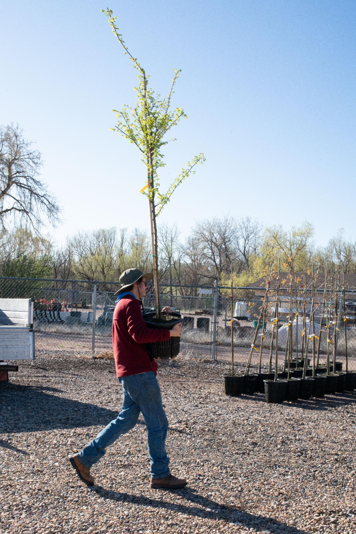 Person carrying a potted tree at a nursery lot.