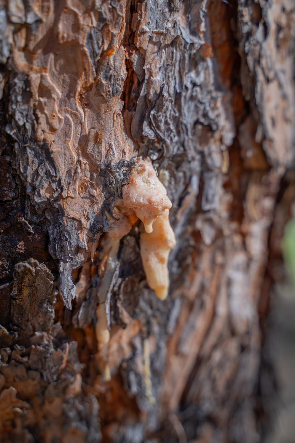 Close-up of a tree trunk showing pale resin deposits emerging from small holes in the bark.
