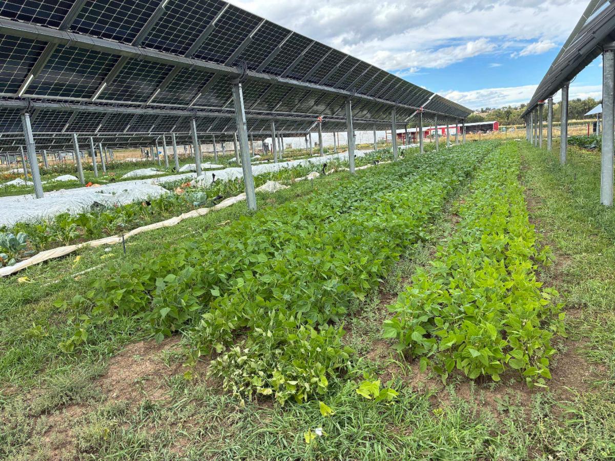Rows of crops grow beneath elevated solar panels, demonstrating the combined use of land for farming and solar energy.