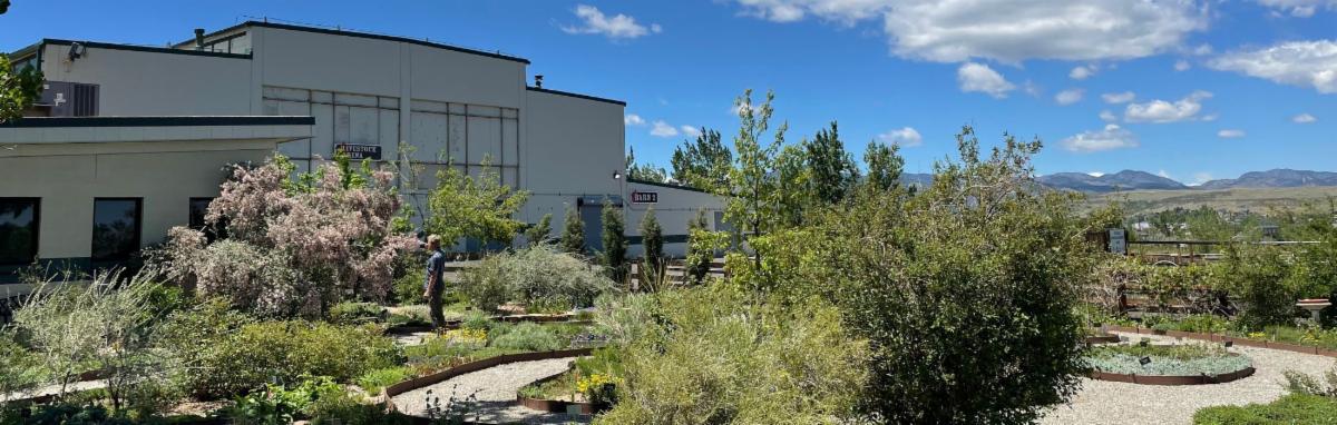 A person stands in the CSU Extension demonstration garden near the Livestock Arena and Barn 2 of the Jefferson County Fairgrounds.