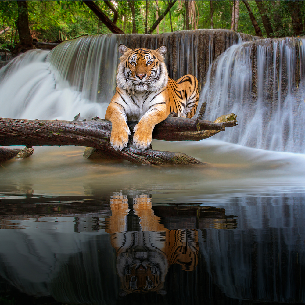 The Meaning of Tigers in Chinese Astrology