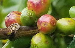 All Encompassing Coffee, Something for Everyone