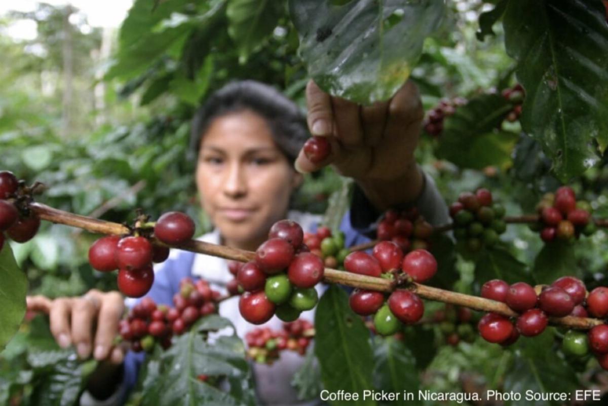 Nicaraguan Coffee