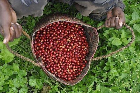 Coffee in El Salvador