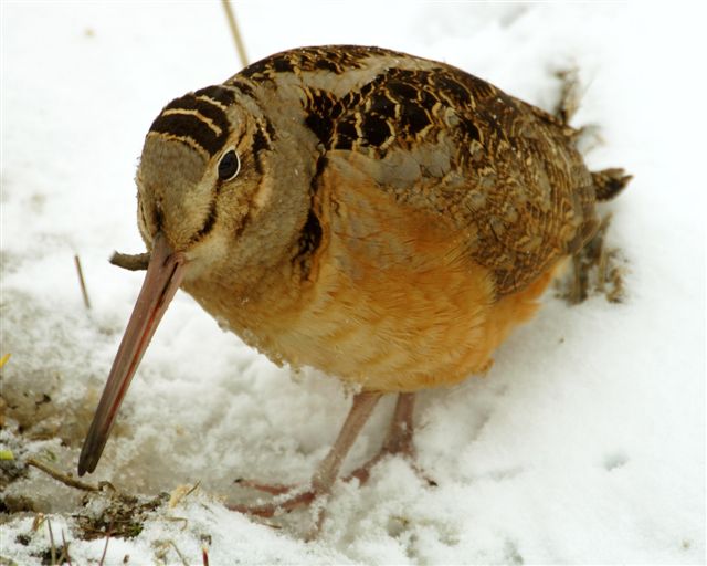 Woodcock