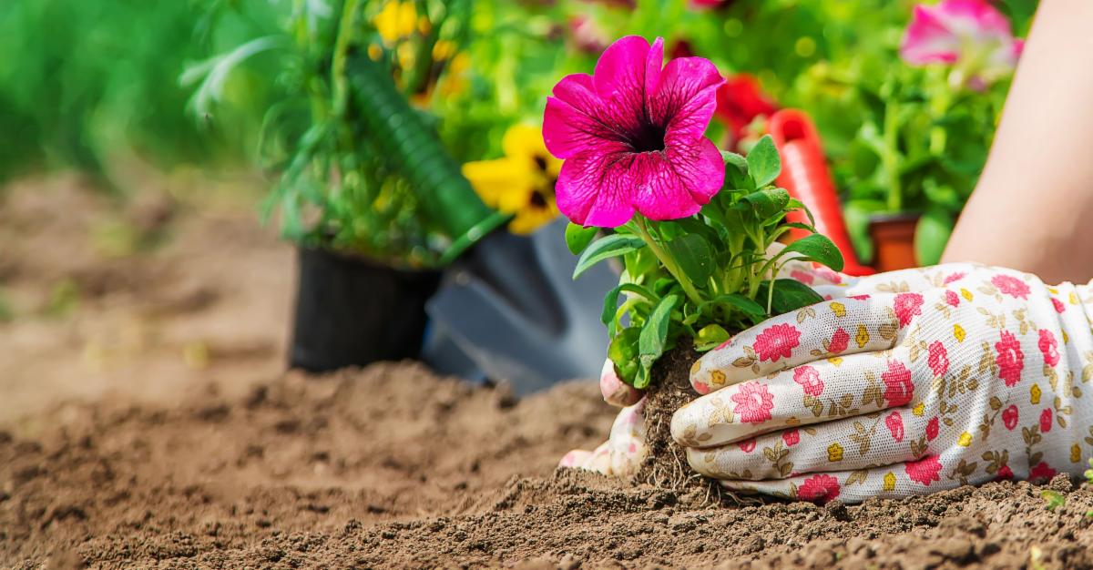 close up of hands wearing gardening gloves planing a bright pink flower