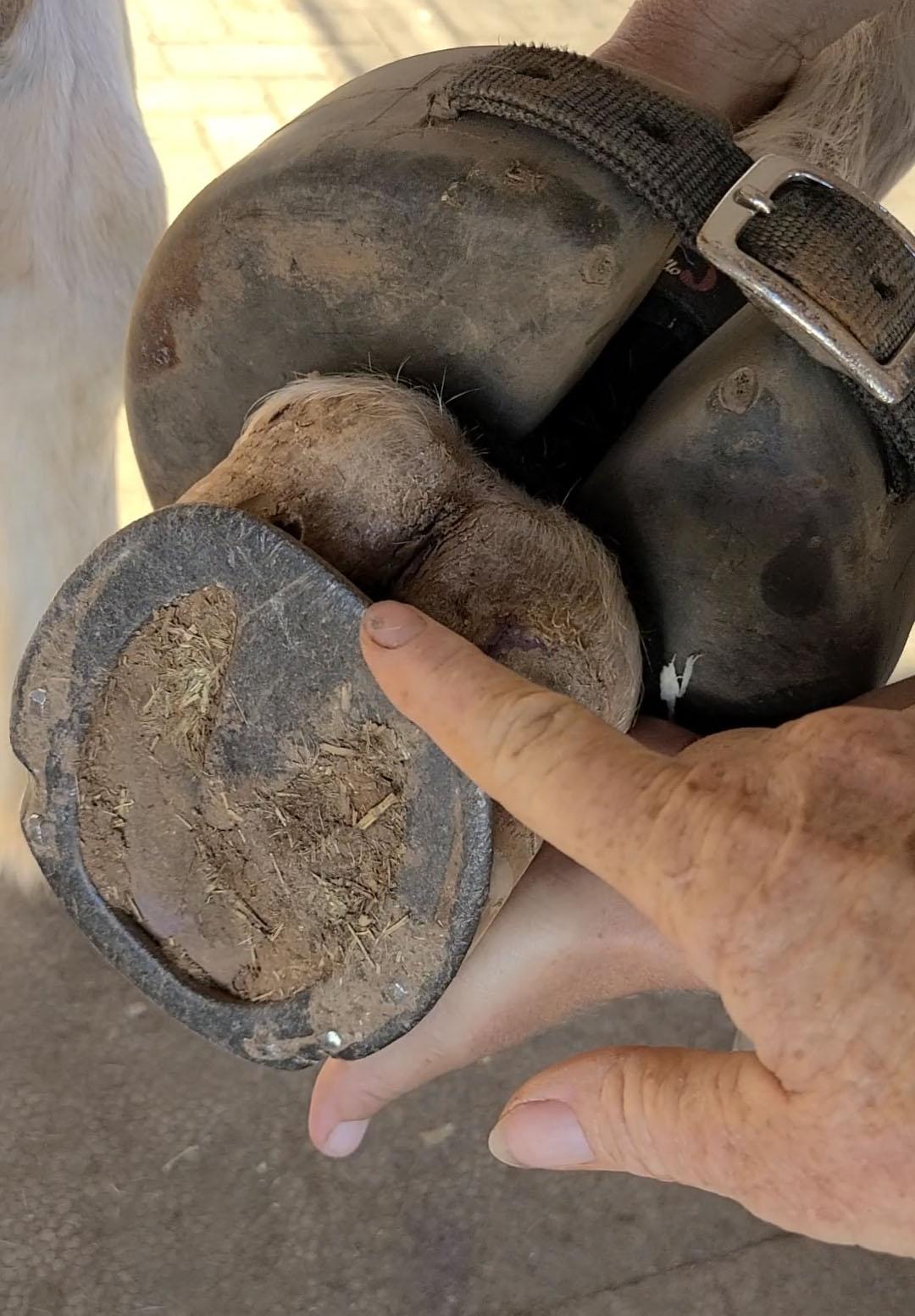 🐴 What causes a Shoe Boil on a horse?