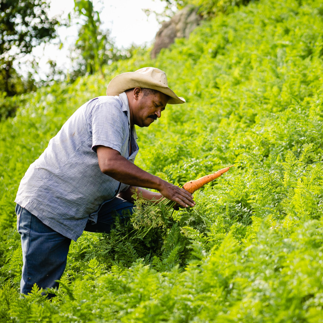 A man wearing a hat harvests carrots on a farm.