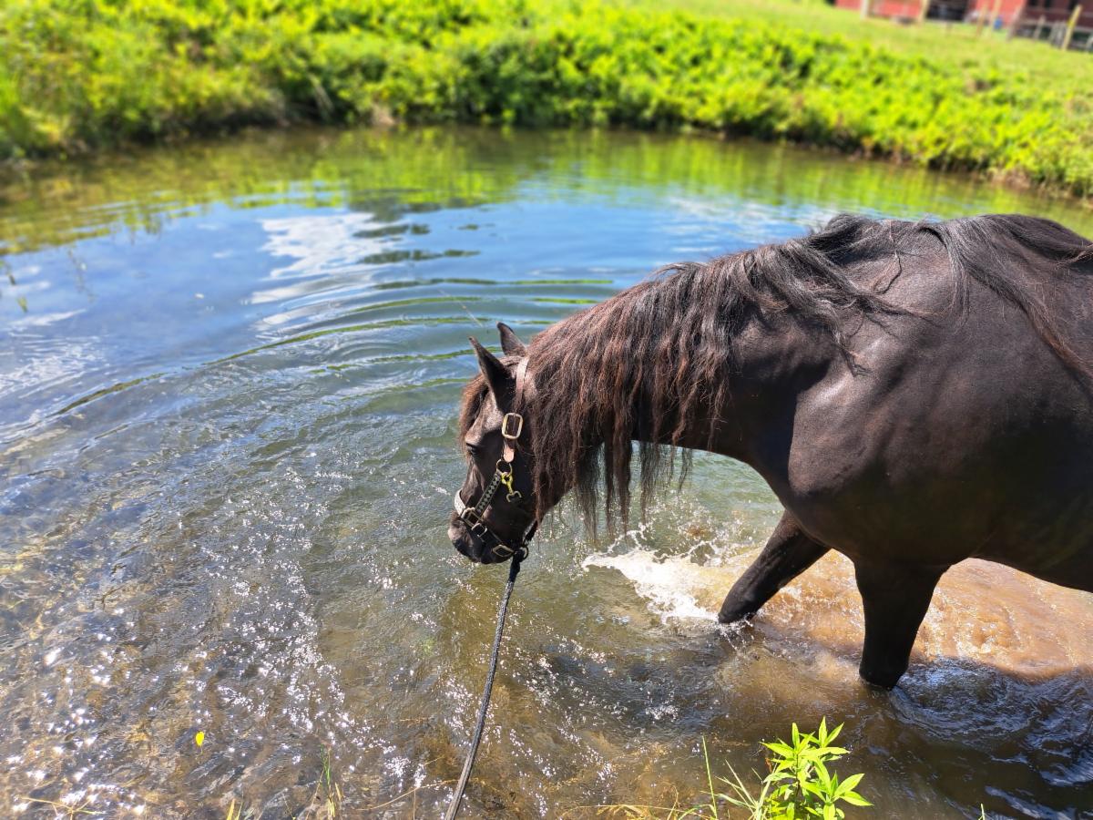 The Life of Riley: A Day in the Life of a Worried/Stoic Type Horse