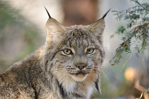 Canada_Lynx.jpg
