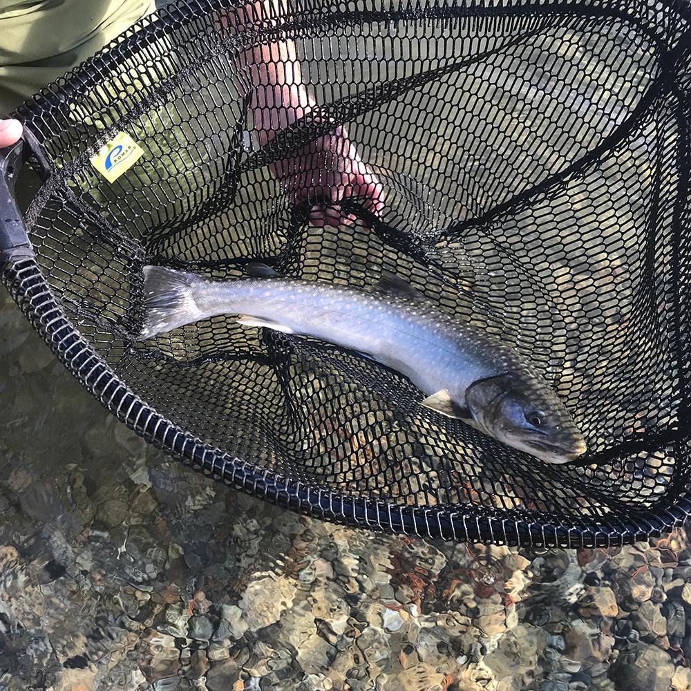 bull trout.jpg