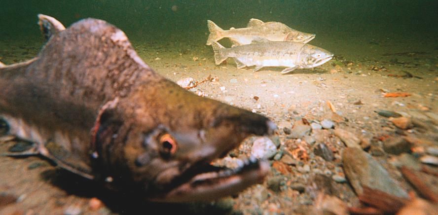 salmon.jpg