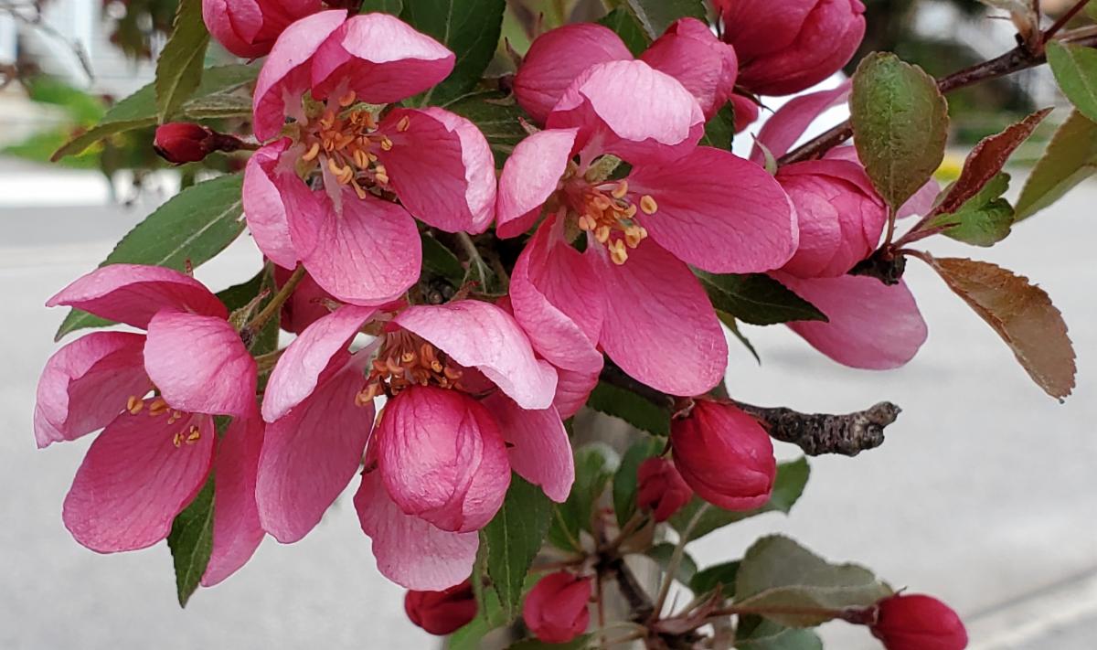 Crab Apple May 2021