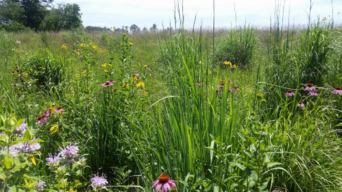 Prairie_in_Bloom.jpg