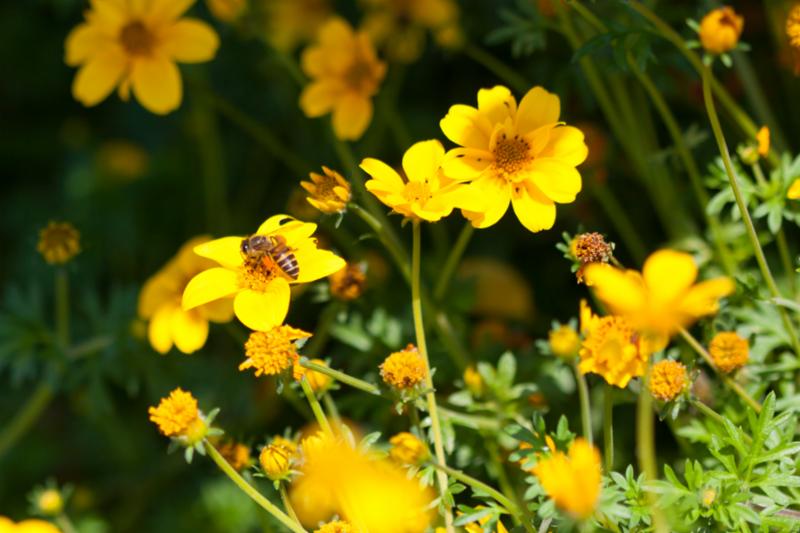bee_on_yellow_flower.jpg