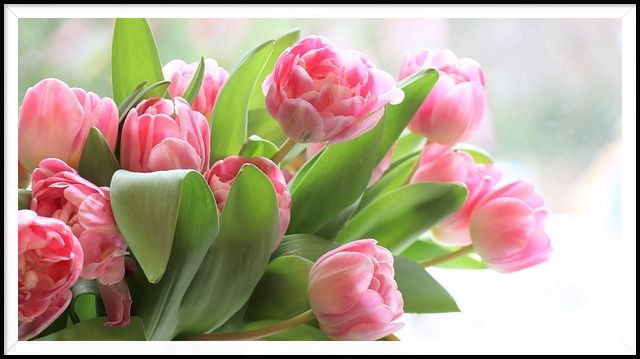 Tulips