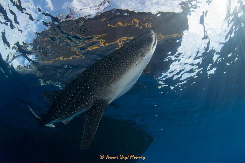 Whaleshark_Waow_01