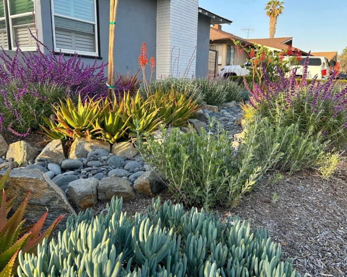 Water efficient plants at a home