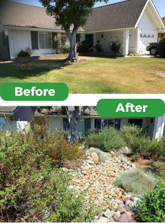 Huntington Beach resident real transformation, grass replacement before and after