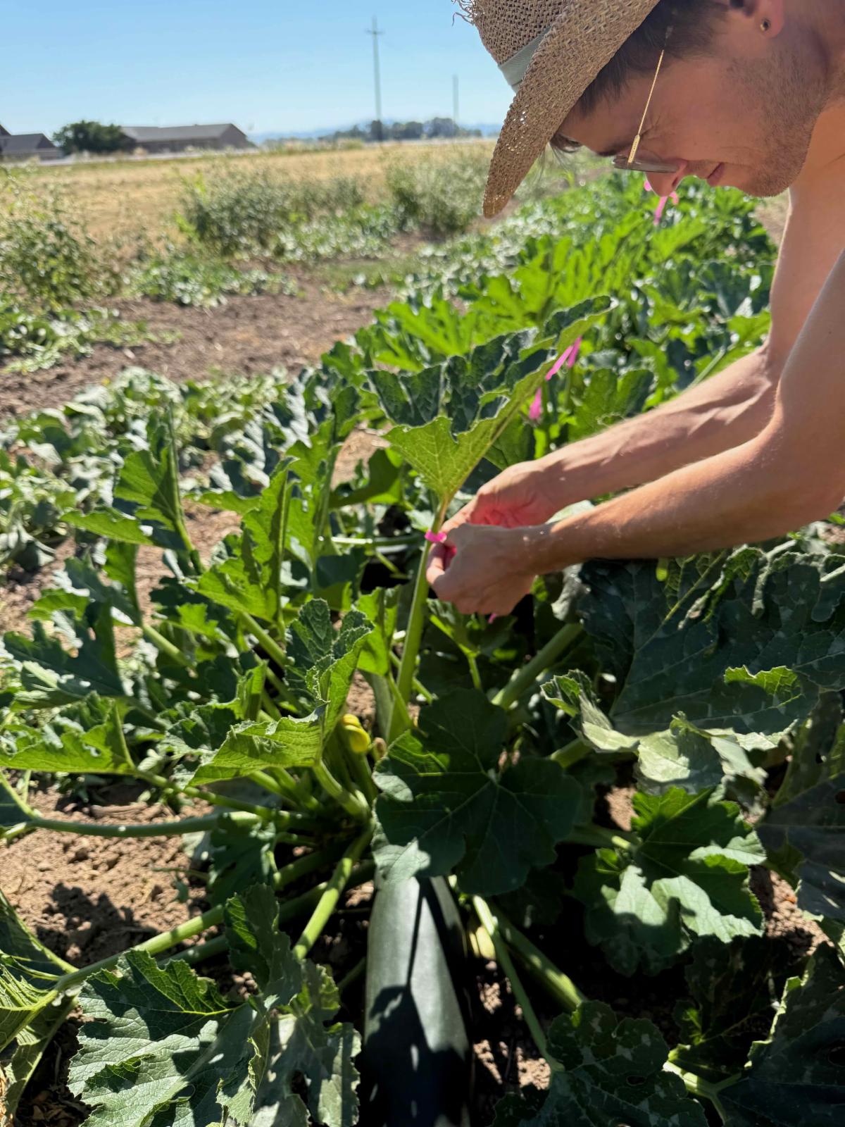 Flagging 15 Dark Star Zucchini plants to save seed on for research project with OSA