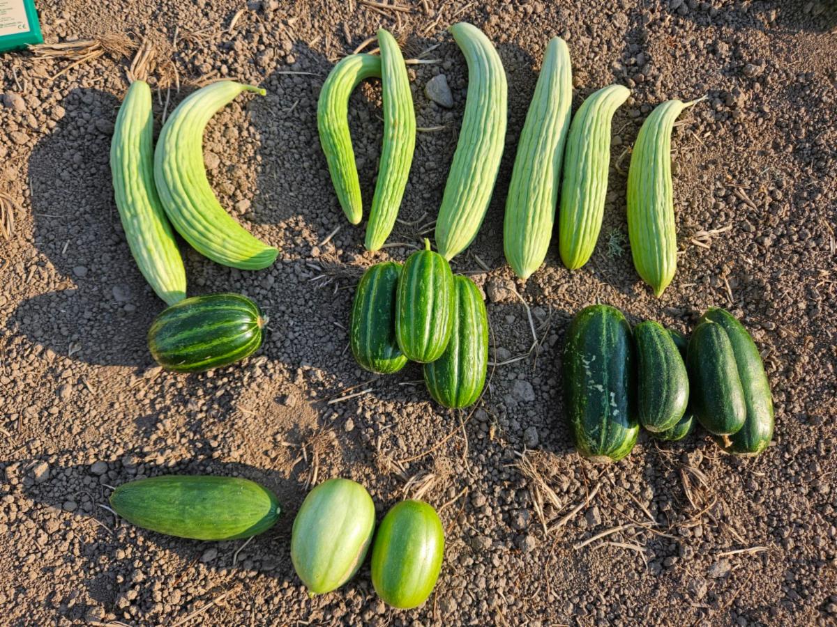 diverse mix of cucumber melons