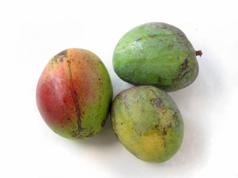 mango Zill.jpg