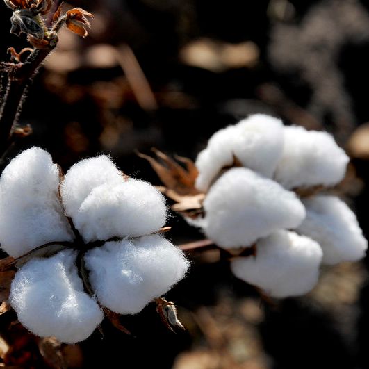 Cotton bolls