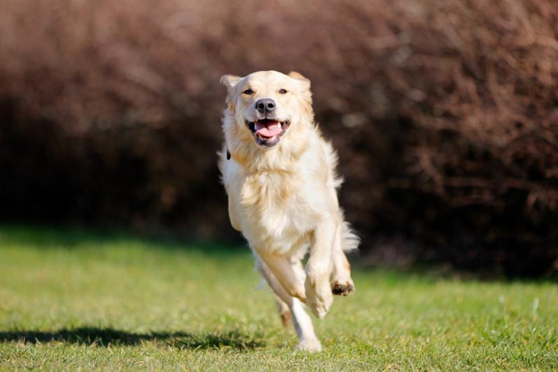 running_golden_retriever.jpg