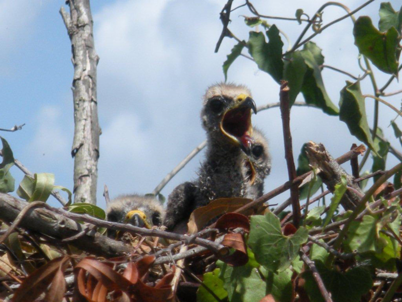 SFWMD Working with Federal and State Agencies to Save Endangered Snail