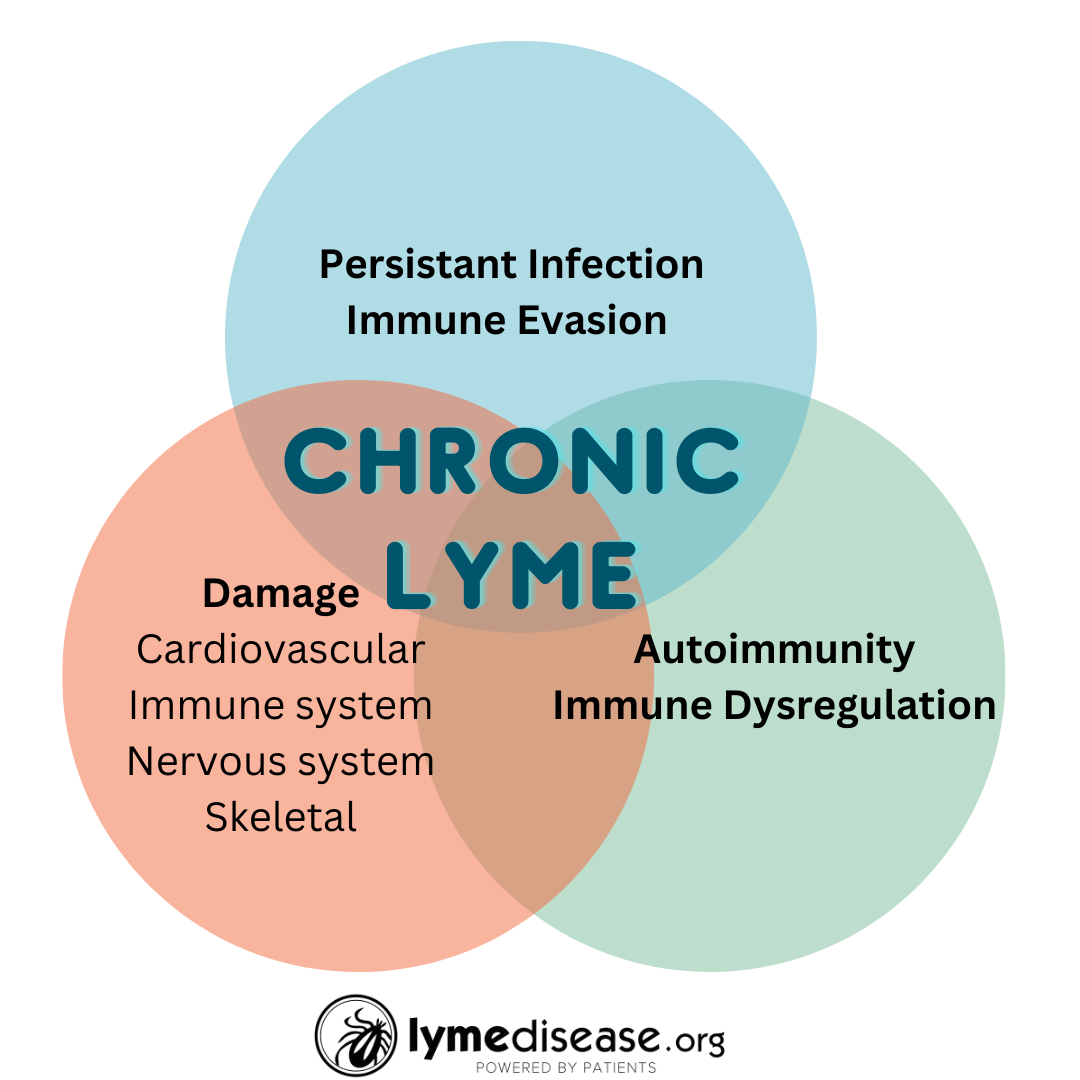 Why do more women get chronic Lyme disease?