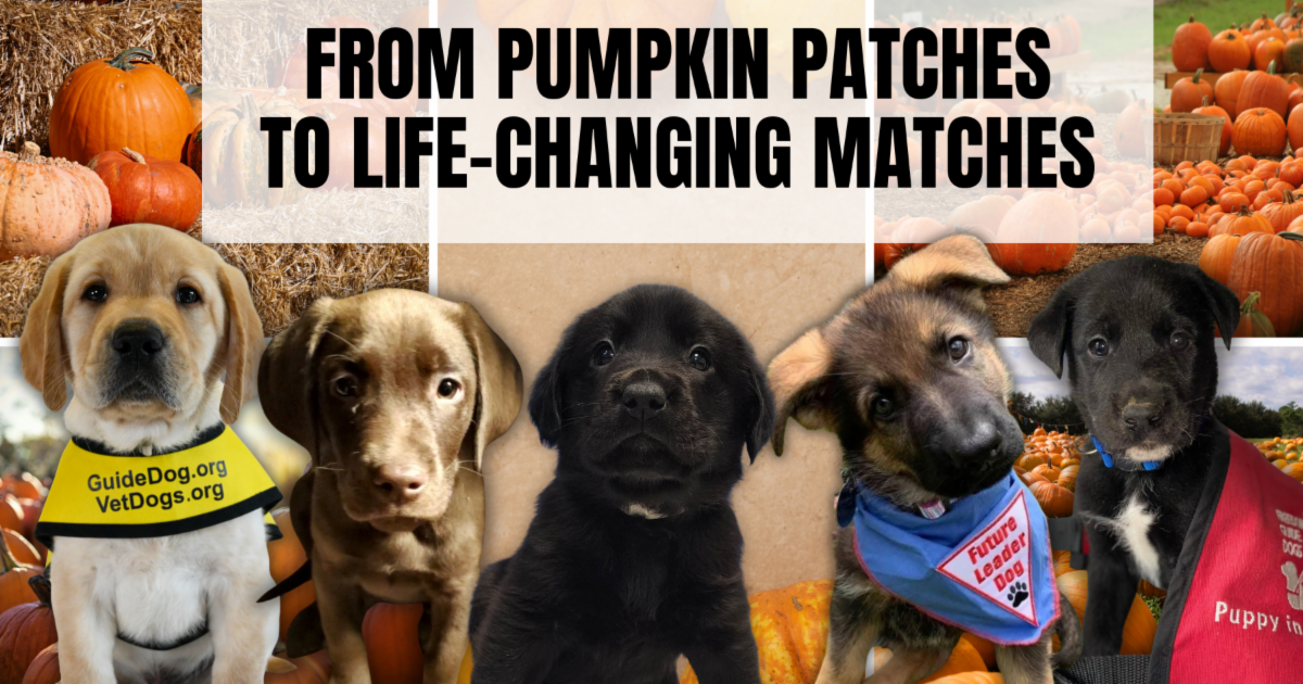 Promotional collage banner highlights going from pumpkin patches to life-changing service-dog matches. Five dogs appear among pumpkin-filled autumn scenes, with visible vests labeled GuideDog.org, Future Service Dog, and Puppy in Training, beneath bold headline text.