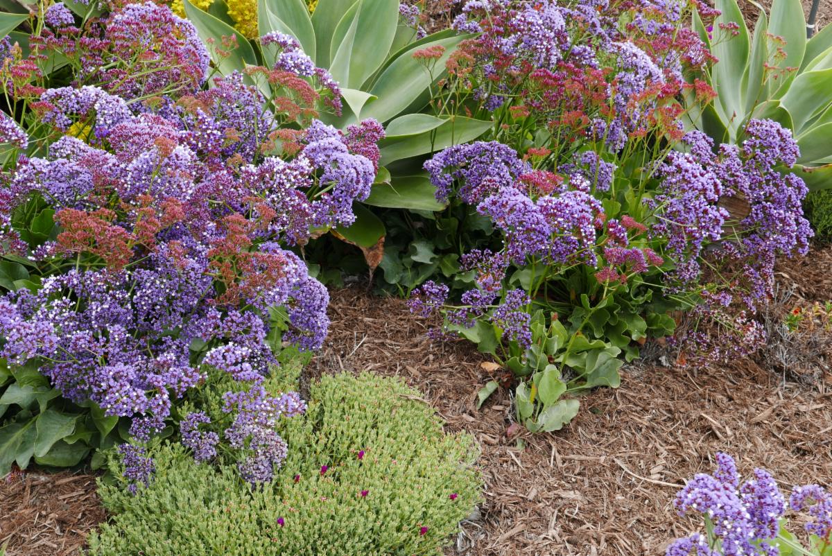 Drought tolerant flowering plants
