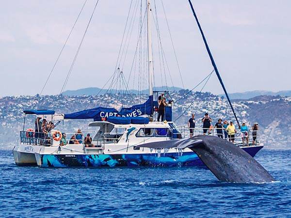 Manute'a and a blue whale